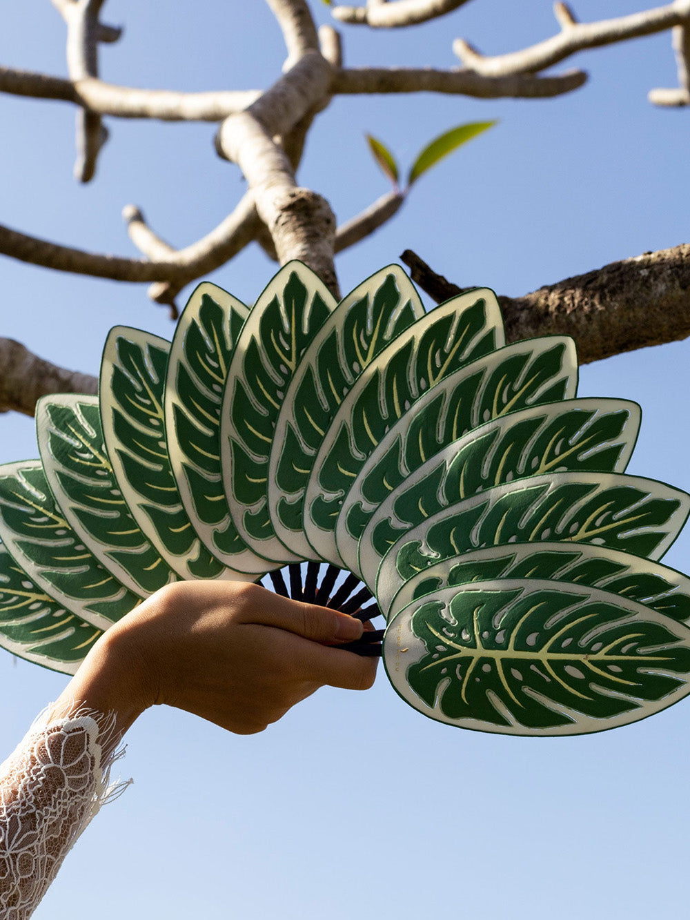 MONSTERA FAN