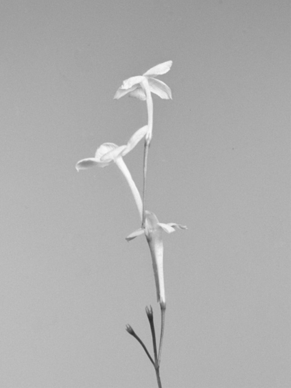 ASTROLOGY CANDLE AQUARIUS ORANGE BLOSSOM