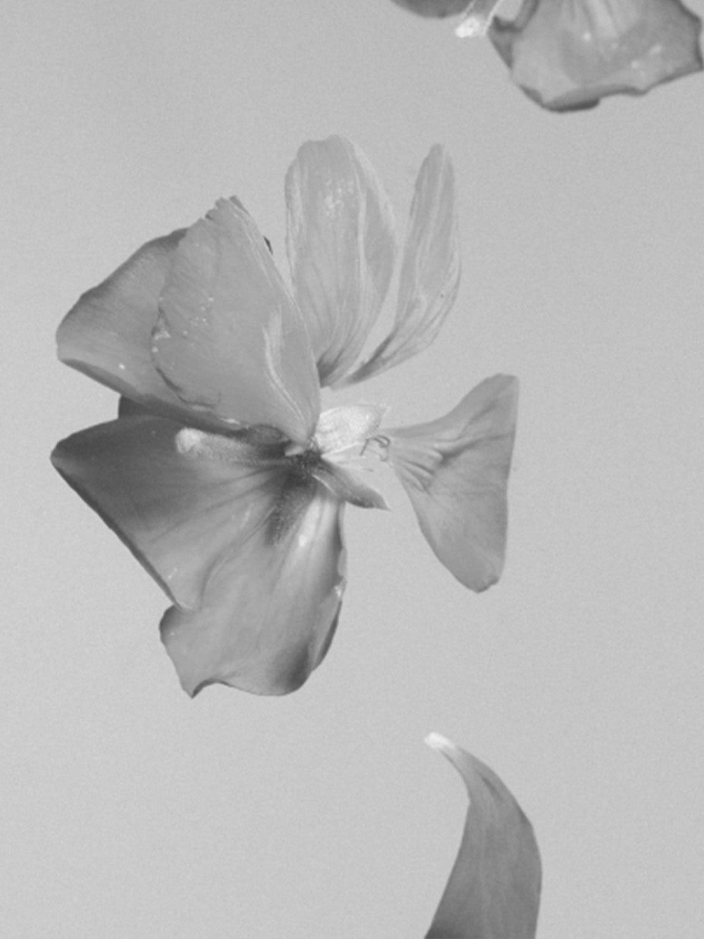 AMBER LION ASTROLOGY CANDLE